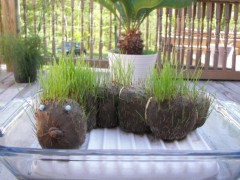 Christian the Caterpillar on April 27, 2007